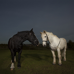 Hertfordshire Equine Photography